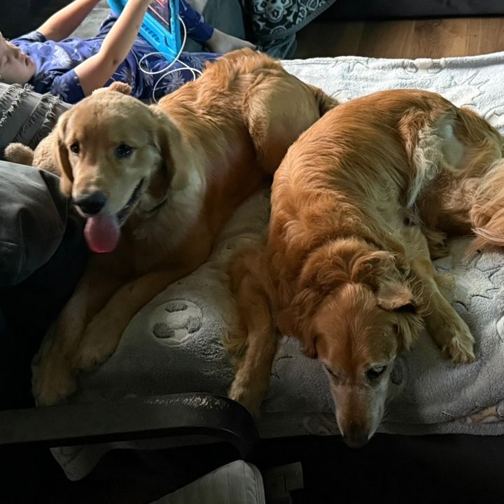 Homedinger Goldens