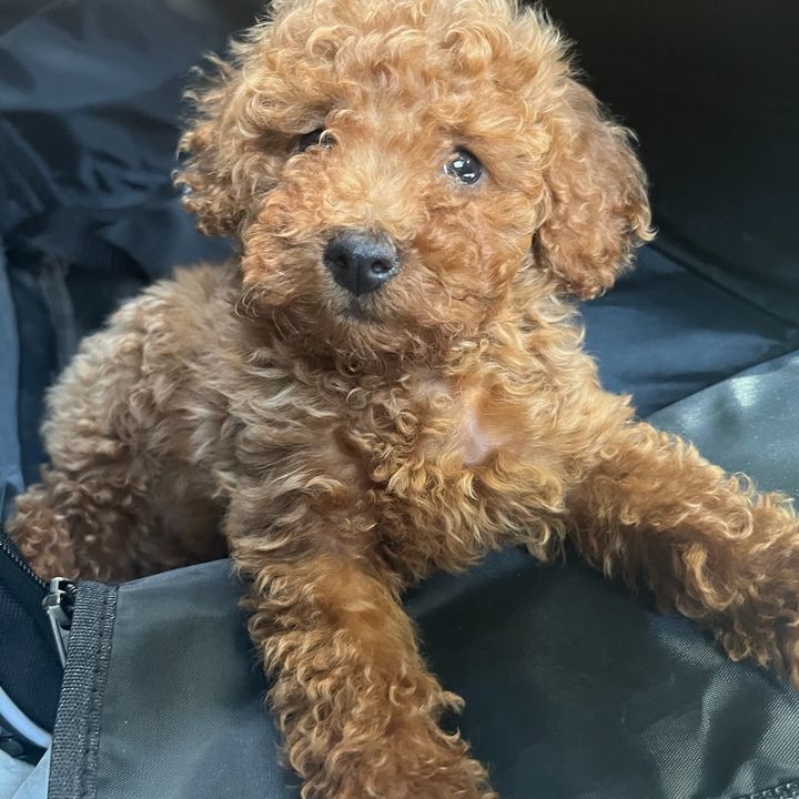 MATEODOG