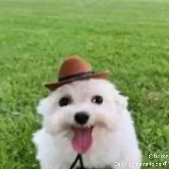 TinyVips