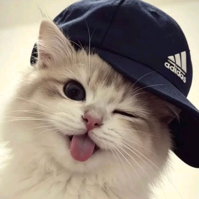 olmbgvwmlm2