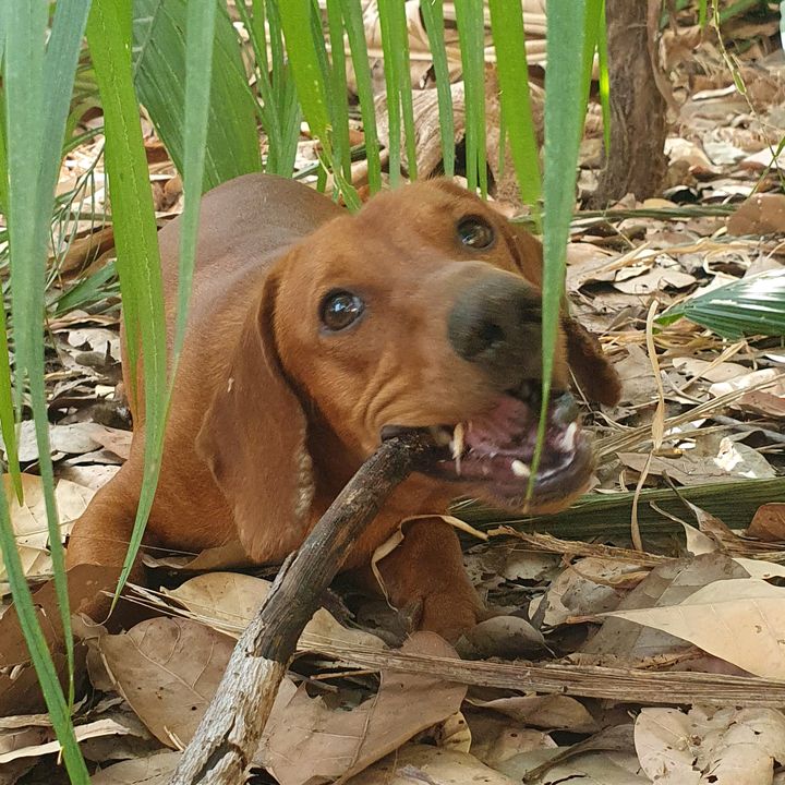 Pitico