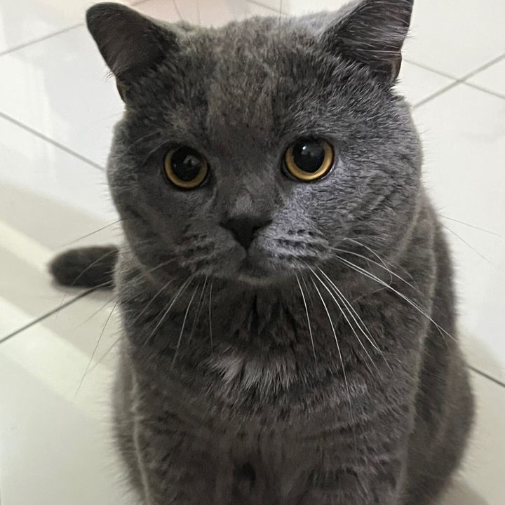 Fren & Utoy the Cat