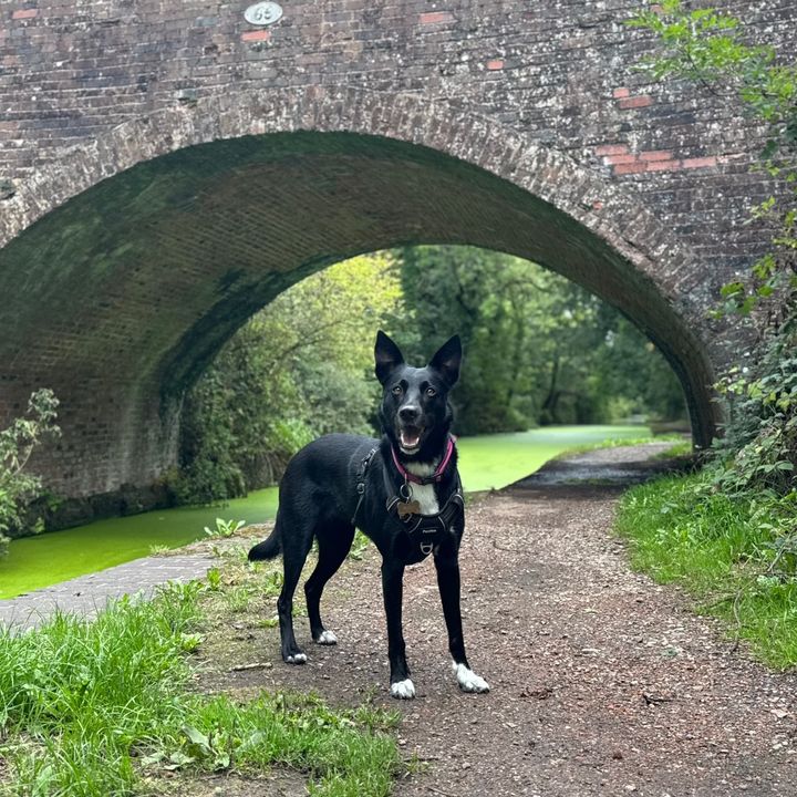 Ruby_CollieXMalinois
