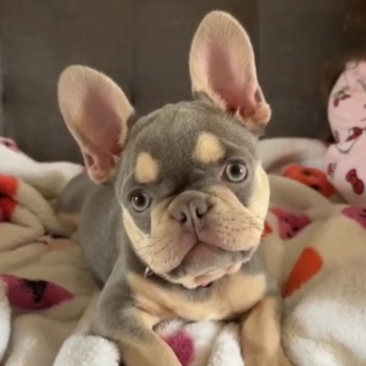 Zendayathefrenchie