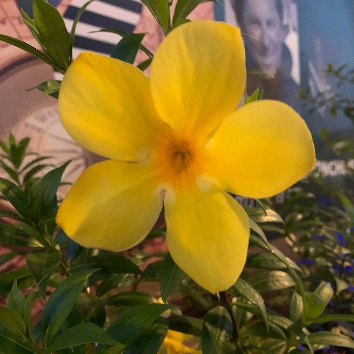 🌼Flower🌼