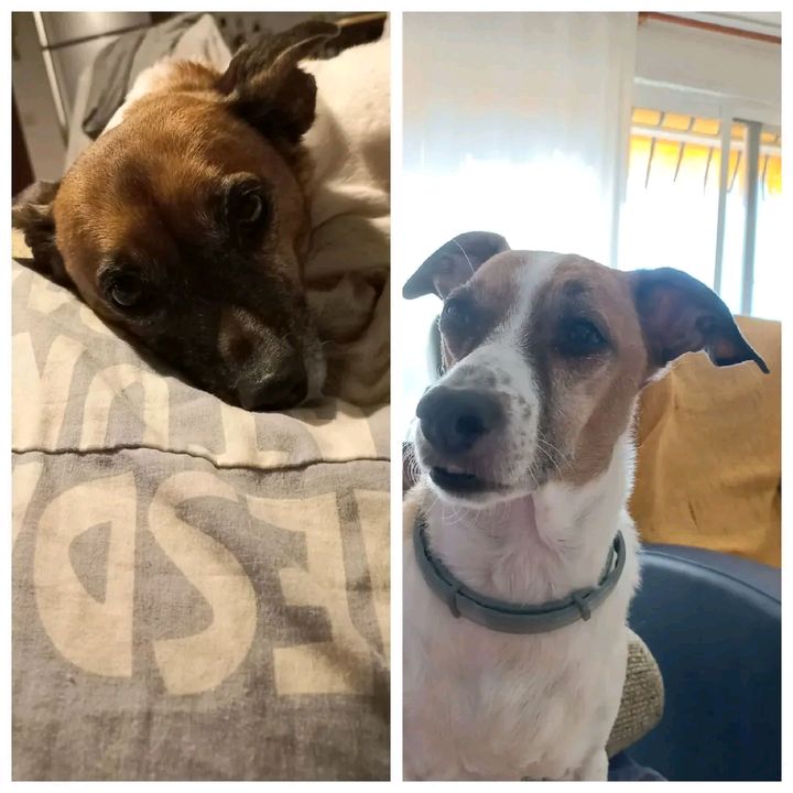 Tito y Lisa