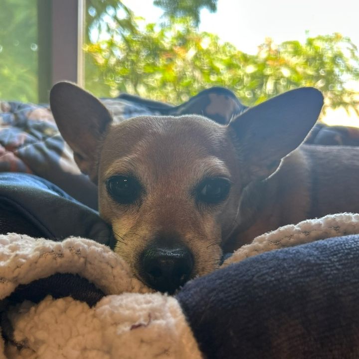Ryder 🐾