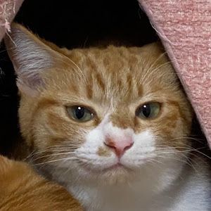 maruneko123