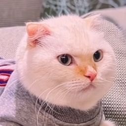 pawlonpzutc