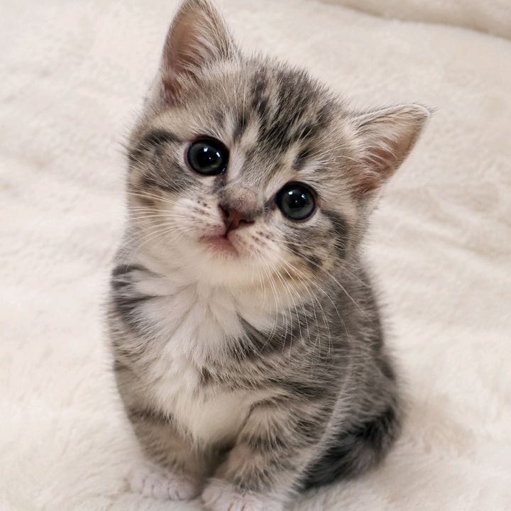gatinhos todo dia