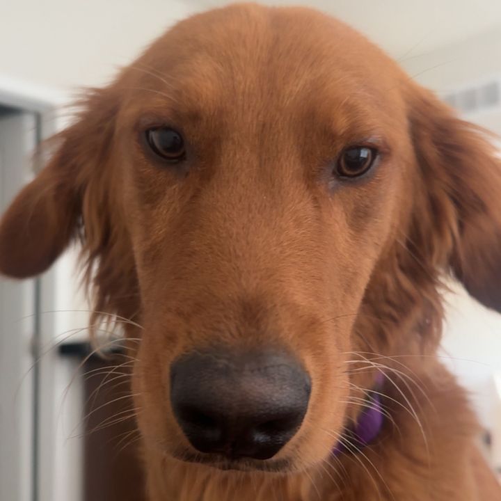 Drax | The Retriever