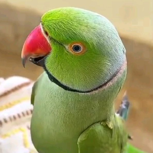 Muhammad Nadeem