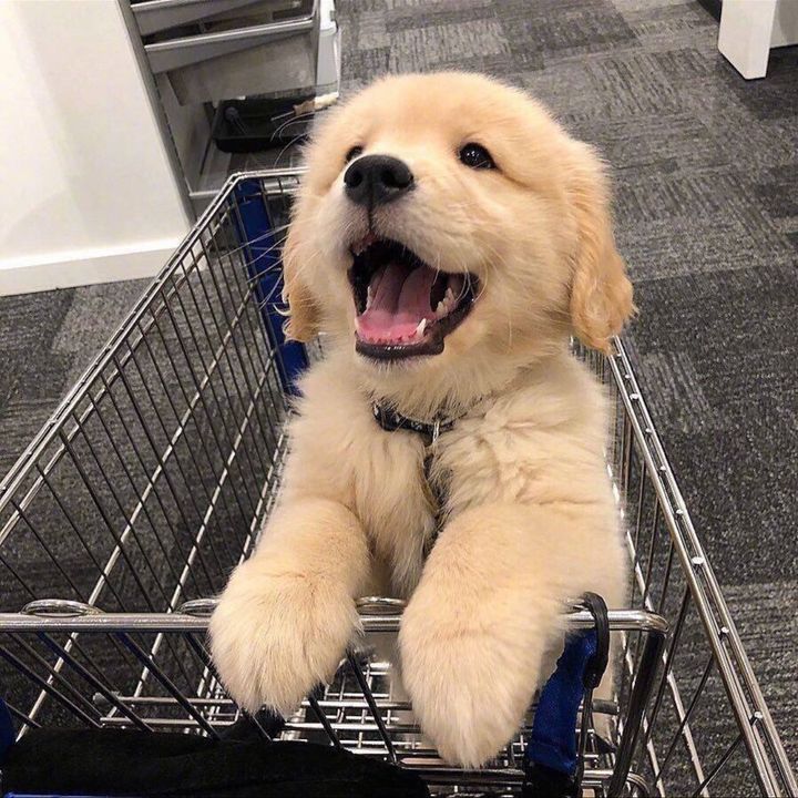 pppoo