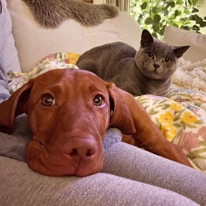 RUBY & THE RESCUES ⋆🐾⋆