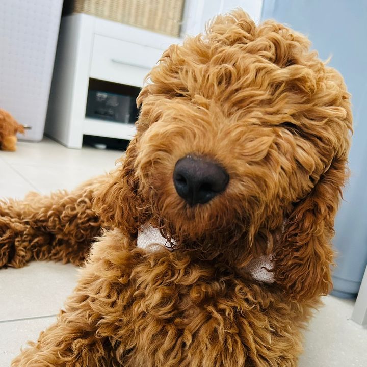 Teddy