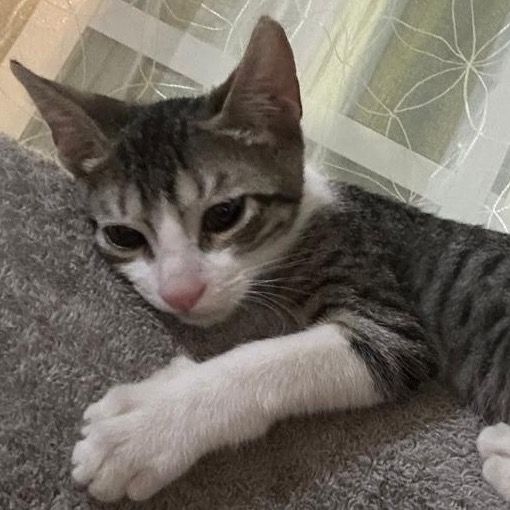 Teo el gato