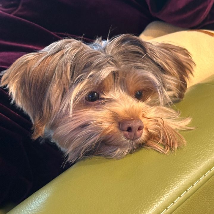 Teddy Bear