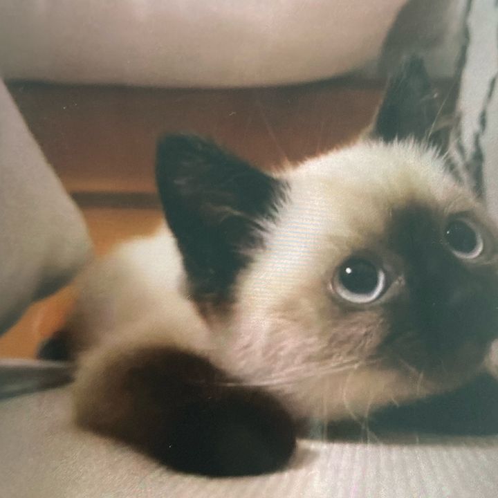 maslina