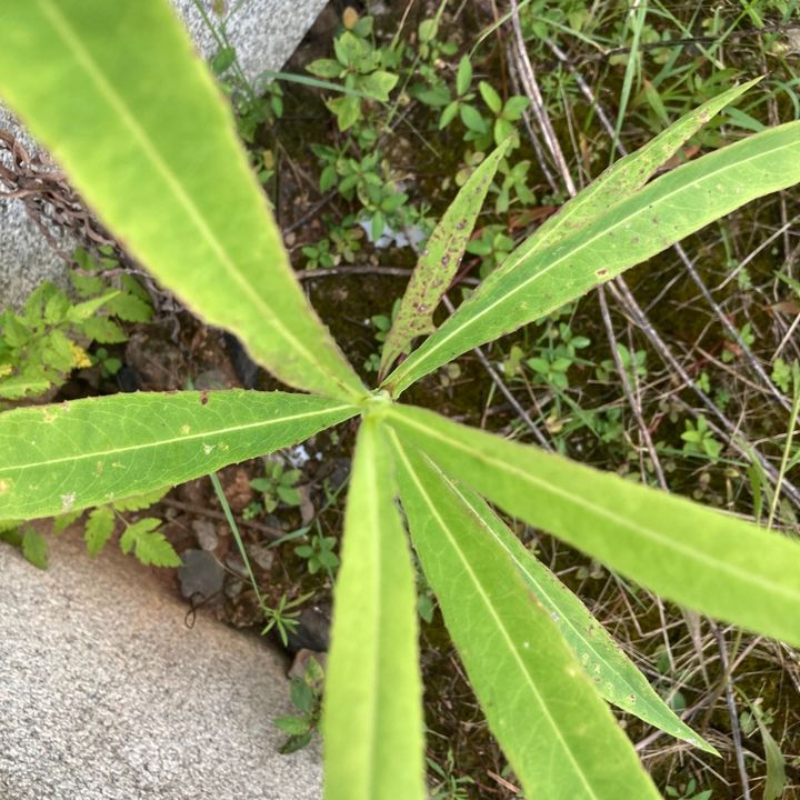 Qiau Gaga