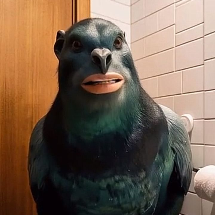 pigonno