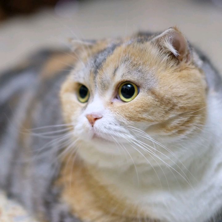 Honey แมวอวบ
