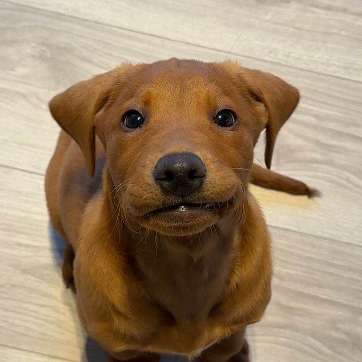 duke the lab