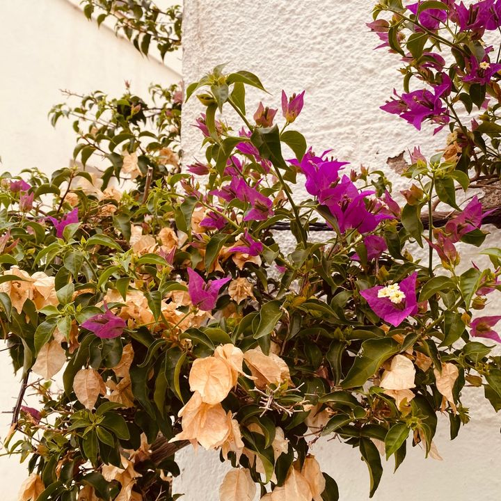 mariona524