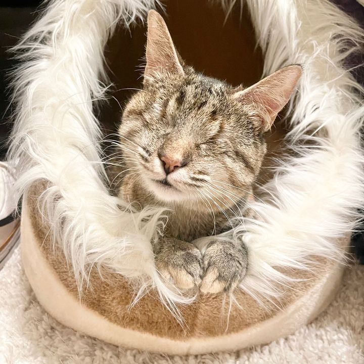 Mahina | Hawaiian rescue cat
