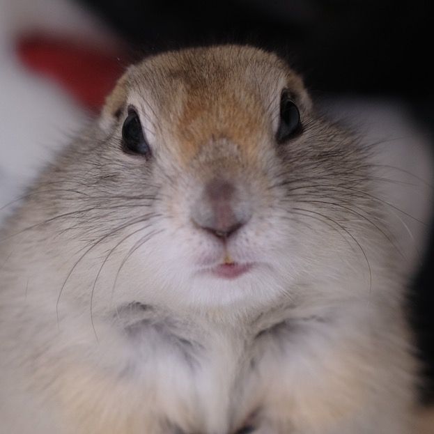 intersquirral