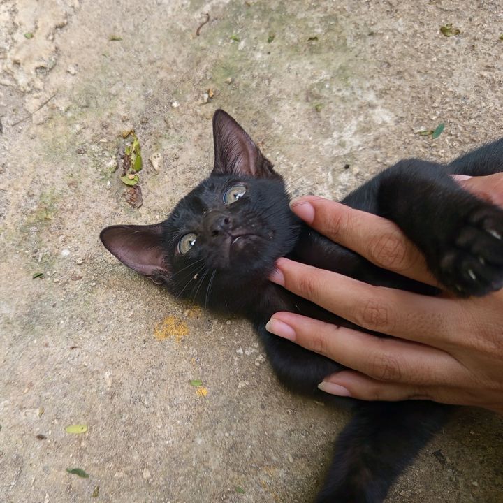 Meow