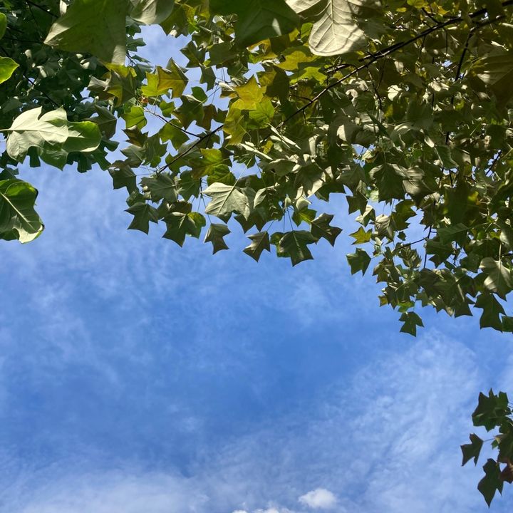 Ieosusg