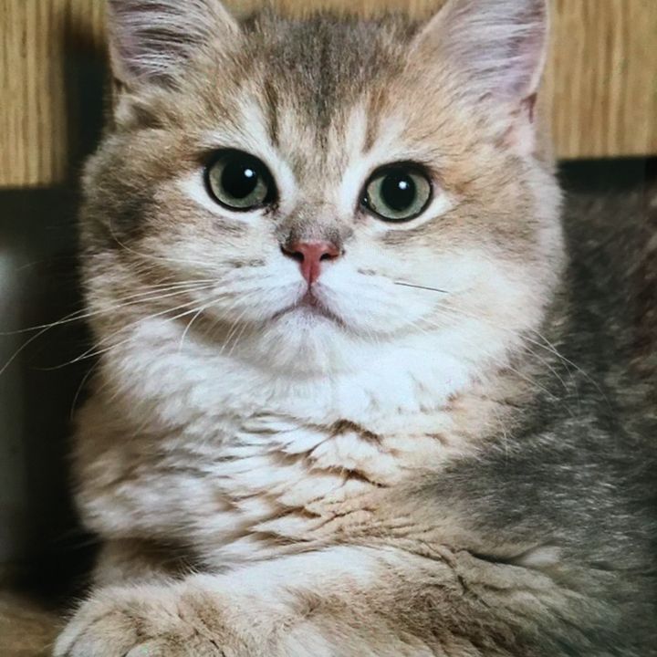 ofjer