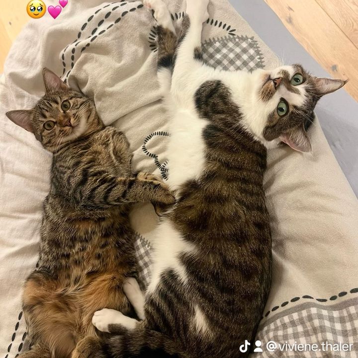 Muffin & Schnuffl