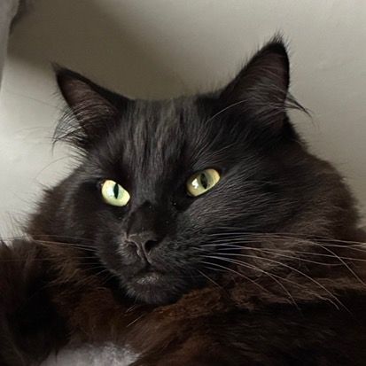 Chaos&Catnip