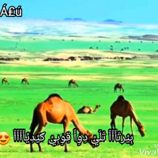 NOURALDIN NHAR