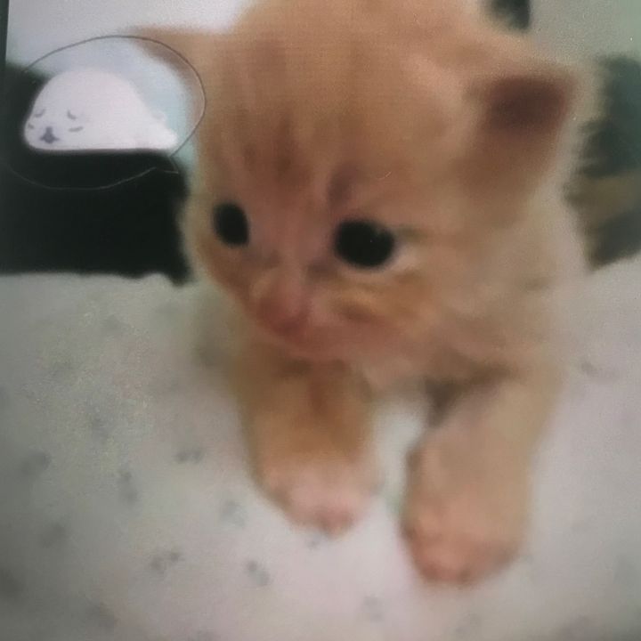 ronan