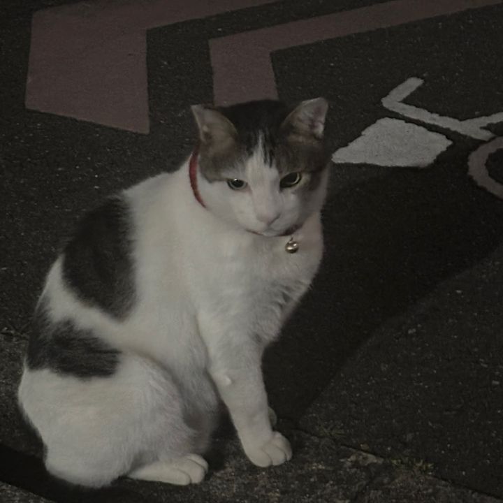フォロー100%返します！