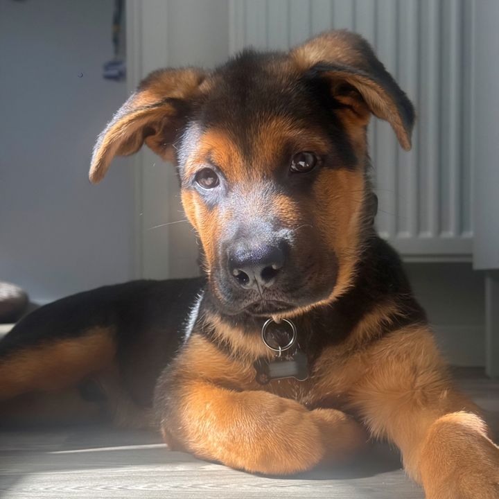 Rocco 🐾