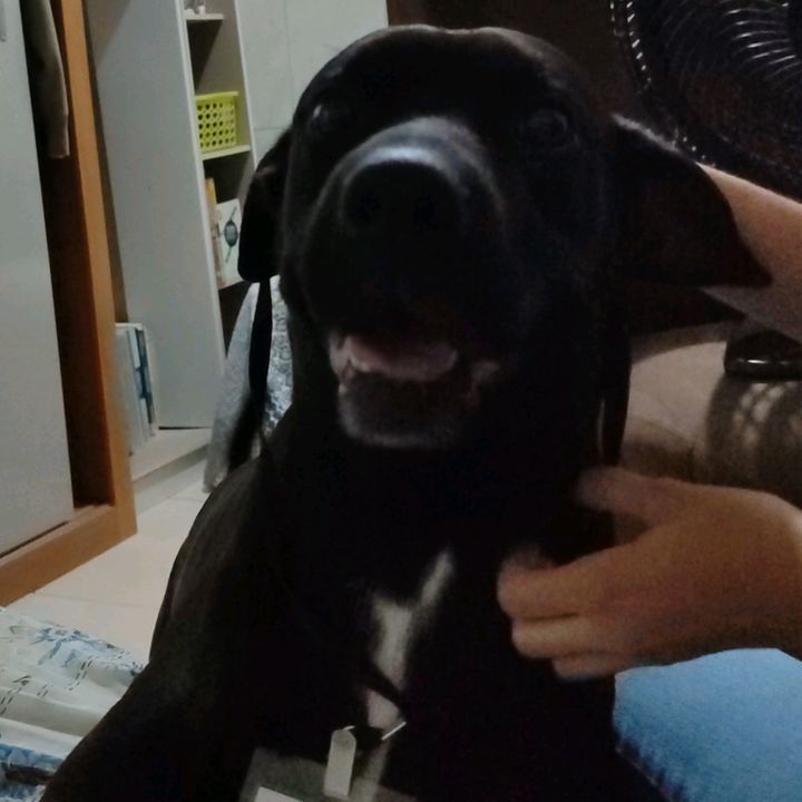 King Achadinhosx