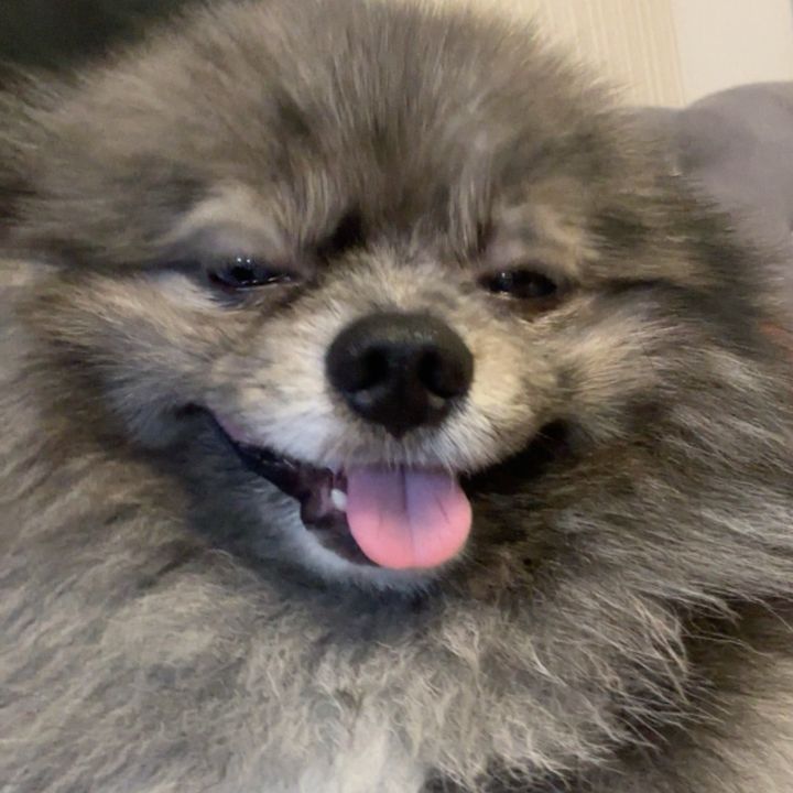 ไอ้หมาน้อย🐶