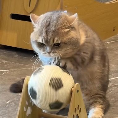 フォロバ100
