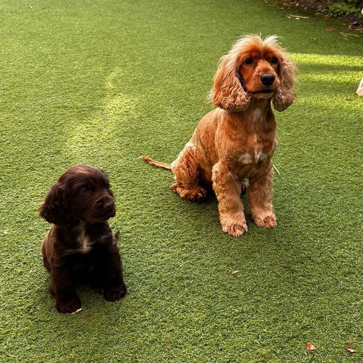 Rosie & Coco 🧡🤎🥥 🌹
