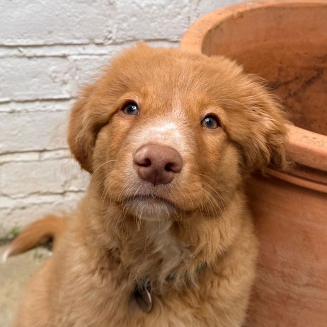 Paddy the Toller (NSDTR)