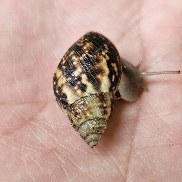 deargo
