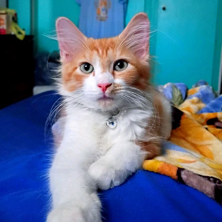MangoTheOrangeFluff