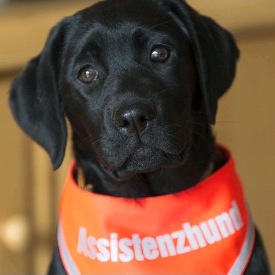 Assistenzhund für Lynn ❤️🍀