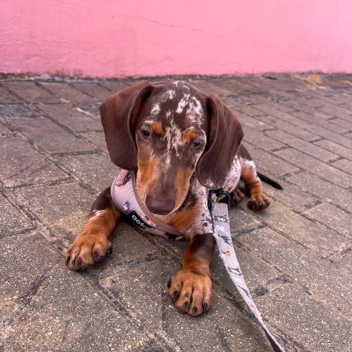 Rocky el Teckel