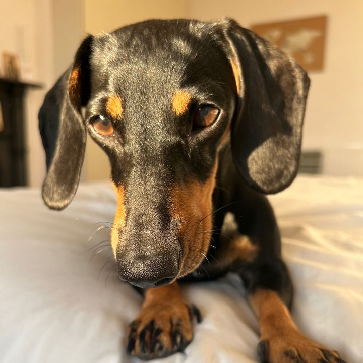 daxiebella
