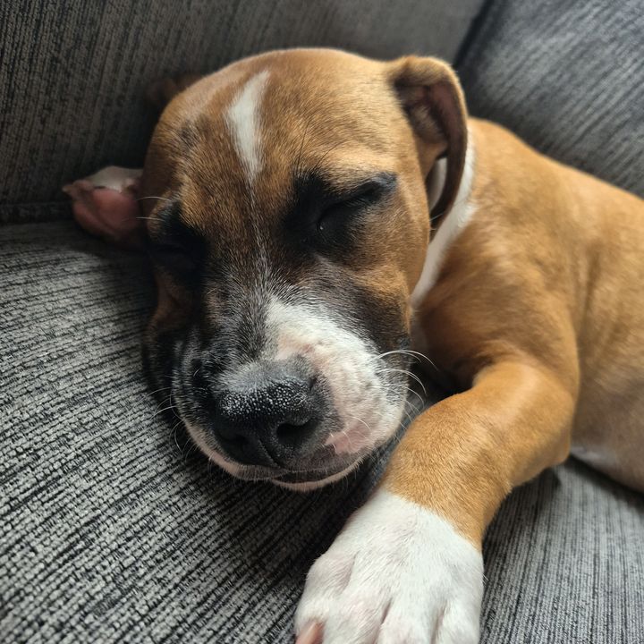 CaliTheStaffy26