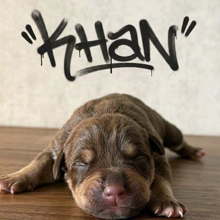 KHAN American Bully XL